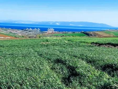 Tekirdağ Süleymanpaşa Nusratlı Asyaport Limanı Mevcut İmar Planı İçinde Satılık Tarla