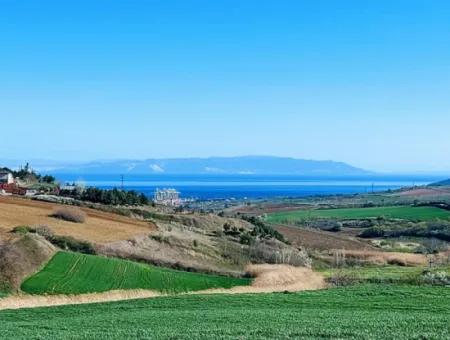 Tekirdağ Süleymanpaşa Nusratlı Asyaport Limanı Mevcut İmar Planı İçinde Satılık Tarla
