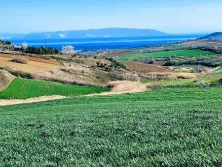 Tekirdağ Süleymanpaşa Nusratlı Asyaport Limanı Mevcut İmar Planı İçinde Satılık Tarla