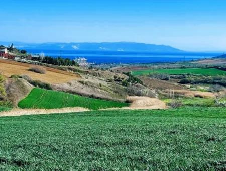 Tekirdağ Süleymanpaşa Nusratlı Asyaport Limanı Mevcut İmar Planı İçinde Satılık Tarla