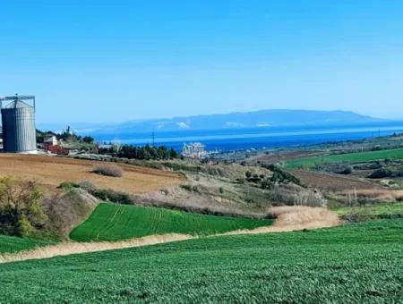 Tekirdağ Süleymanpaşa Nusratlı Asyaport Limanı Mevcut İmar Planı İçinde Satılık Tarla