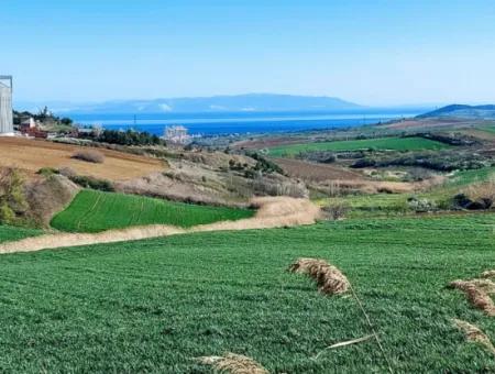 Tekirdağ Süleymanpaşa Nusratlı Asyaport Limanı Mevcut İmar Planı İçinde Satılık Tarla