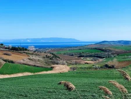 Tekirdağ Süleymanpaşa Nusratlı Asyaport Limanı Mevcut İmar Planı İçinde Satılık Tarla