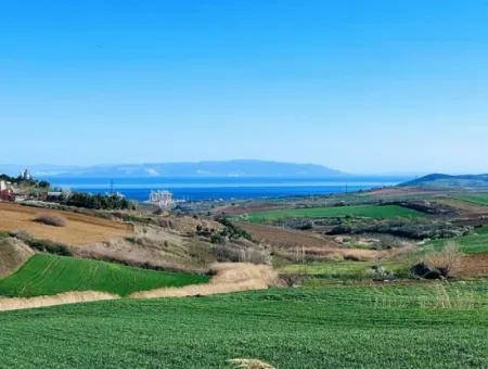 Tekirdağ Süleymanpaşa Nusratlı Asyaport Limanı Mevcut İmar Planı İçinde Satılık Tarla