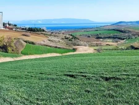 Tekirdağ Süleymanpaşa Nusratlı Asyaport Limanı Mevcut İmar Planı İçinde Satılık Tarla
