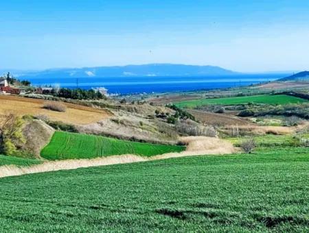 Tekirdağ Süleymanpaşa Nusratlı Asyaport Limanı Mevcut İmar Planı İçinde Satılık Tarla