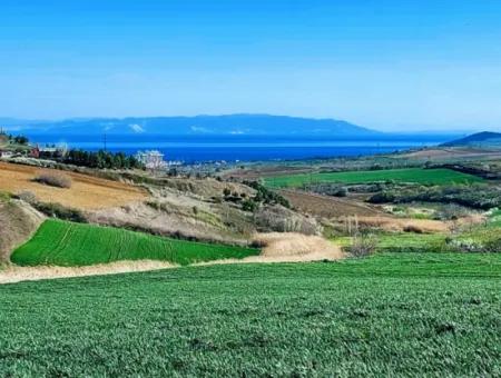 Tekirdağ Süleymanpaşa Nusratlı Asyaport Limanı Mevcut İmar Planı İçinde Satılık Tarla