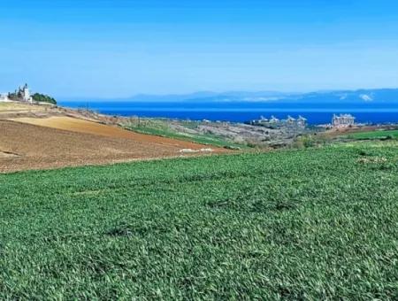 Tekirdağ Süleymanpaşa Nusratlı Asyaport Limanı Mevcut İmar Planı İçinde Satılık Tarla