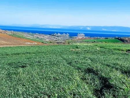 Tekirdağ Süleymanpaşa Nusratlı Asyaport Limanı Mevcut İmar Planı İçinde Satılık Tarla