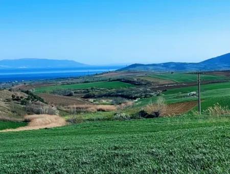Tekirdağ Süleymanpaşa Nusratlı Asyaport Limanı Mevcut İmar Planı İçinde Satılık Tarla