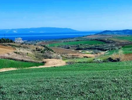 Tekirdağ Süleymanpaşa Nusratlı Asyaport Limanı Mevcut İmar Planı İçinde Satılık Tarla