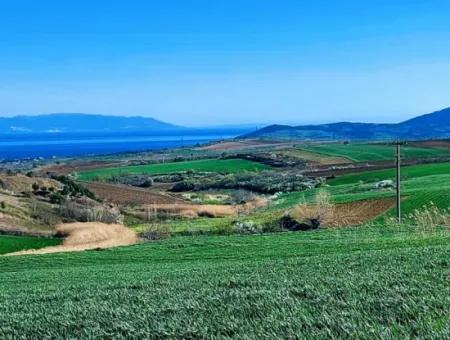Tekirdağ Süleymanpaşa Nusratlı Asyaport Limanı Mevcut İmar Planı İçinde Satılık Tarla