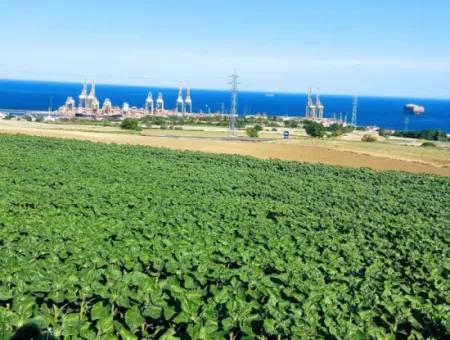 Tekirdağ Barbaros'ta Bulunan 17,980 M2 Arsa, Asyaport Liman Yolu'na Cepheli Konumdadır.