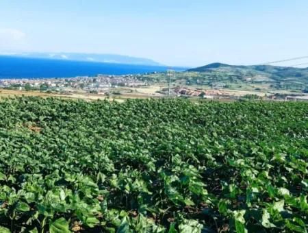 Tekirdağ Barbaros'ta Bulunan 17,980 M2 Arsa, Asyaport Liman Yolu'na Cepheli Konumdadır.