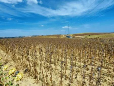Tekirdağ Çanakçı Mahallesinde Anayol Cepheli 10.500 M2 Yatırımlık Tarla