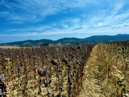 Tekirdağ Çanakçı Mahallesinde Anayol Cepheli 10.500 M2 Yatırımlık Tarla