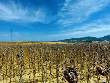 Tekirdağ Çanakçı Mahallesinde Anayol Cepheli 10.500 M2 Yatırımlık Tarla