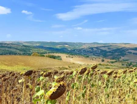 Tekirdağ Çanakçı Mahallesinde Anayol Cepheli 10.500 M2 Yatırımlık Tarla