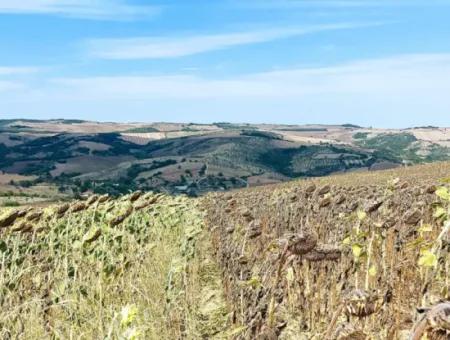 Tekirdağ Çanakçı Mahallesinde Anayol Cepheli 10.500 M2 Yatırımlık Tarla