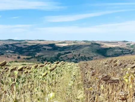 Tekirdağ Çanakçı Mahallesinde Anayol Cepheli 10.500 M2 Yatırımlık Tarla