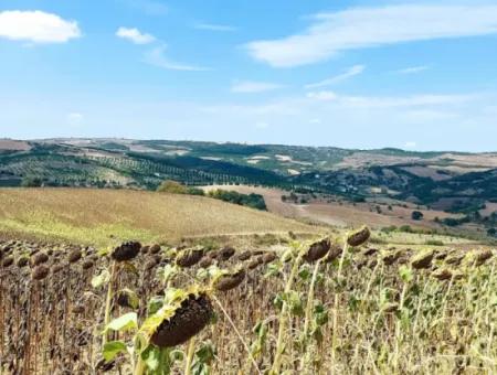 Tekirdağ Çanakçı Mahallesinde Anayol Cepheli 10.500 M2 Yatırımlık Tarla