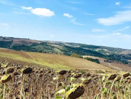 Tekirdağ Çanakçı Mahallesinde Anayol Cepheli 10.500 M2 Yatırımlık Tarla