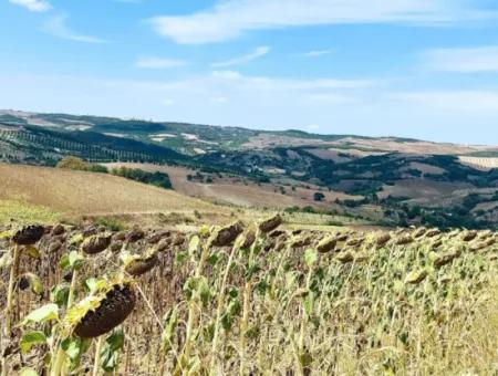 Tekirdağ Çanakçı Mahallesinde Anayol Cepheli 10.500 M2 Yatırımlık Tarla