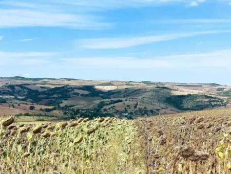 Tekirdağ Çanakçı Mahallesinde Anayol Cepheli 10.500 M2 Yatırımlık Tarla