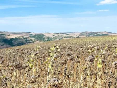 Tekirdağ Çanakçı Mahallesinde Anayol Cepheli 10.500 M2 Yatırımlık Tarla