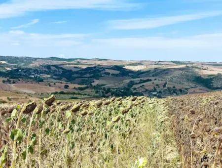 Tekirdağ Çanakçı Mahallesinde Anayol Cepheli 10.500 M2 Yatırımlık Tarla