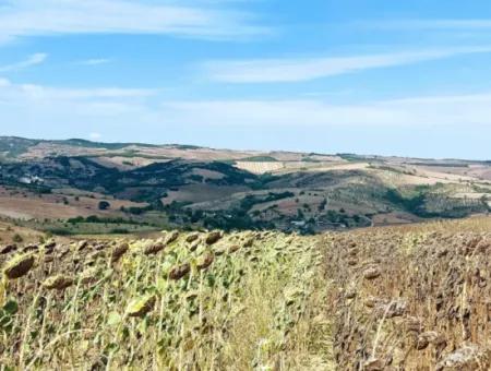 Tekirdağ Çanakçı Mahallesinde Anayol Cepheli 10.500 M2 Yatırımlık Tarla