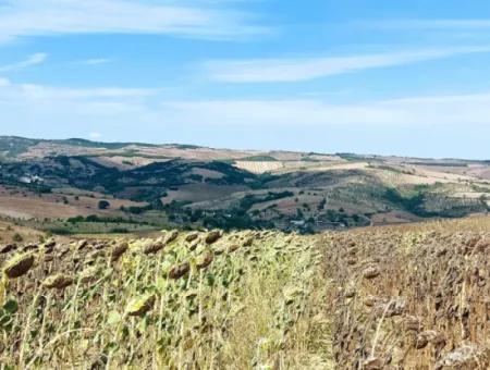 Tekirdağ Çanakçı Mahallesinde Yaz Kış Açık Yol Avantajıyla 10.500 M2 Yatırımlık Tarla! Ailece Piknik, Bağcılık Ve Hobi Bahçesi İçin Harika Fırsat