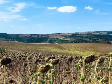 Tekirdağ Çanakçı Mahallesinde Anayol Cepheli 10.500 M2 Yatırımlık Tarla
