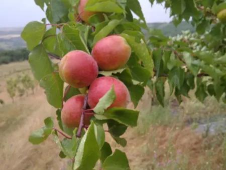 Tekirdağ Süleymanpaşa Çanakçıda Acil Satılık 35.250 M2 Hazır Meyva Fidanlığı
